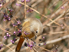 すべてはこの鳥との出会いから② すべてはこの鳥との出会いから②