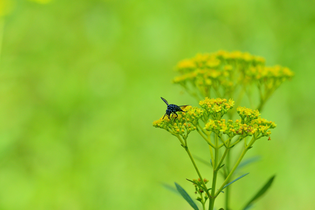 人気店オミナエシ食堂①