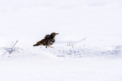雪と鳥さんの思い出①