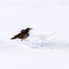 雪と鳥さんの思い出①