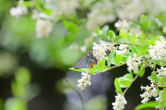 イボタノキの花食堂⑤