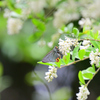 イボタノキの花食堂⑤