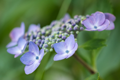 蝶のメリーゴーランド①