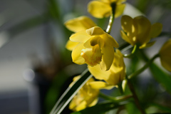 花26