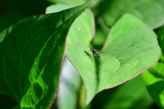 エメラルドグリーン②