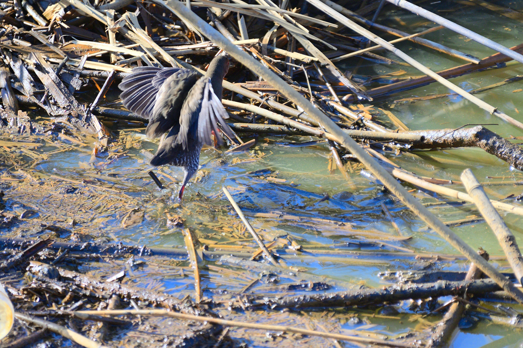 ヒクイナさんが行く③