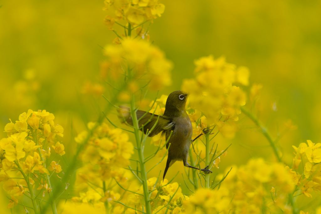 鳥34