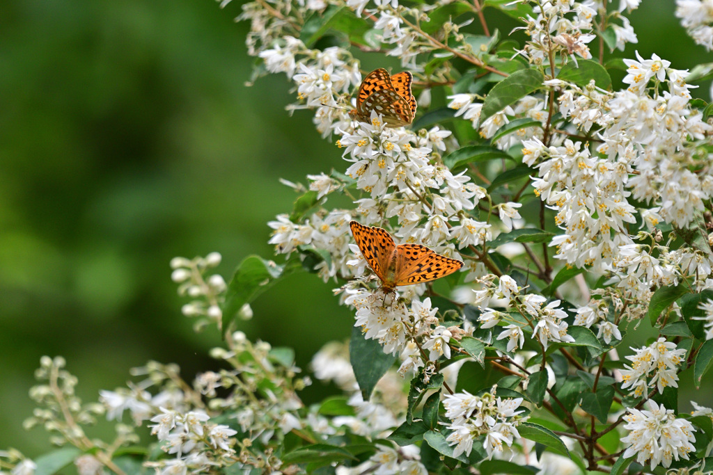 初夏の思い出③