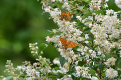 初夏の思い出③
