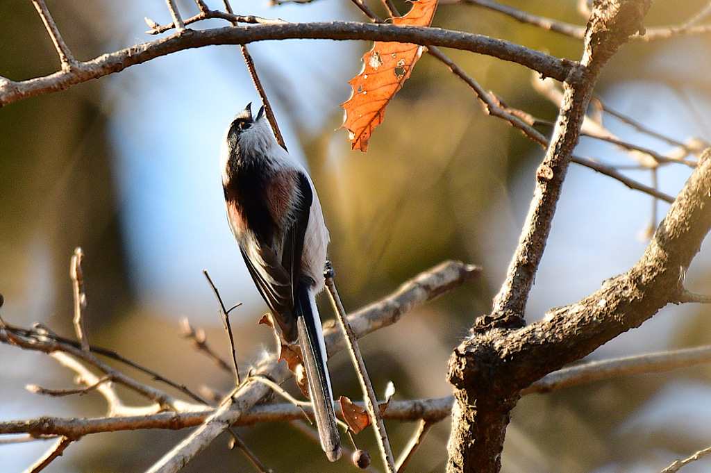 確変中のエナガ