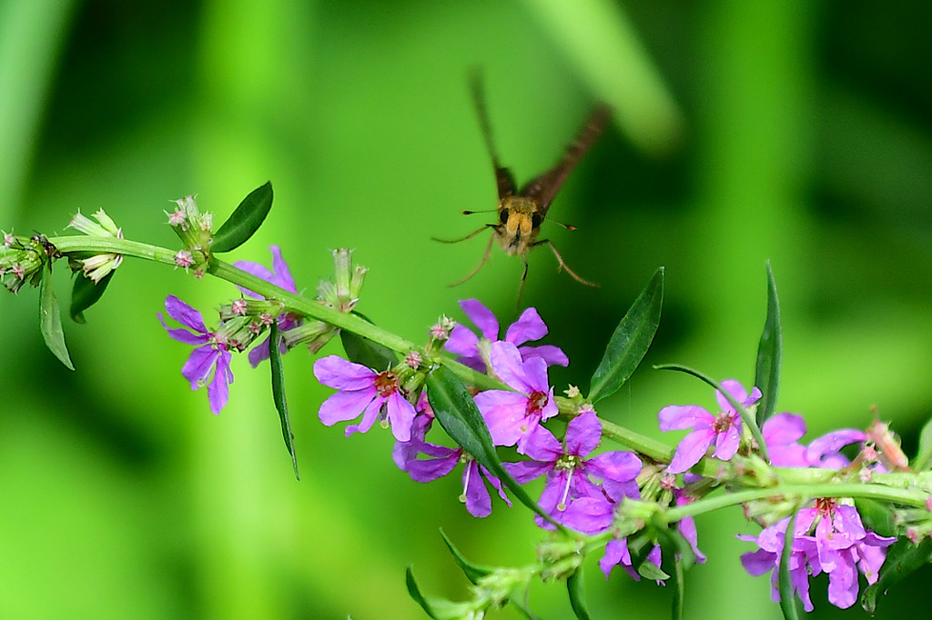 いつもと違う夏①