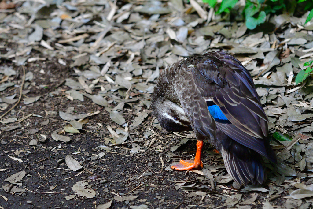 なにか用かしら？