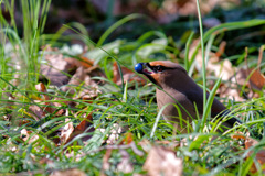 リュウノヒゲの青い実と