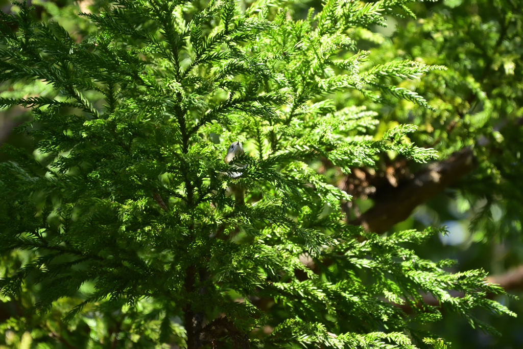 古い写真より⑧