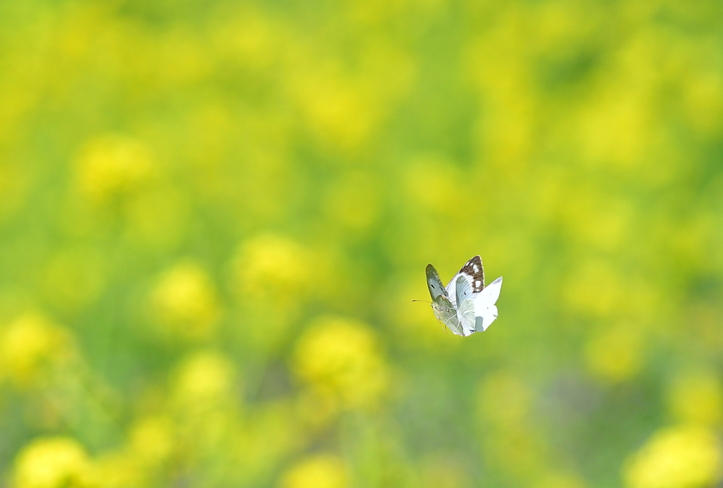 菜の花畑でつかまえて②