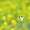 菜の花畑でつかまえて②