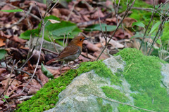 鳥枯れの夏の過ごし方⑥
