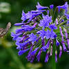 吸いすぎだよぉ花しおれてる①