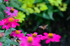 アレがいたらなぁと②