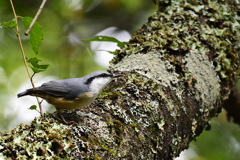 鳥枯れの夏の過ごし方③