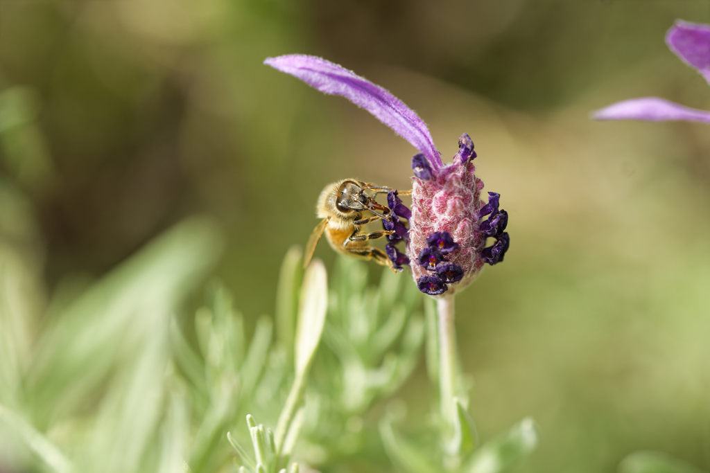 ミツバチが興味を示したこの花