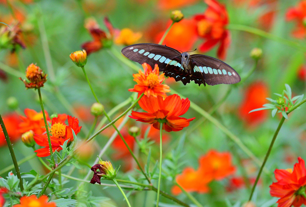 吹き戻しの様な口吻が伸びて