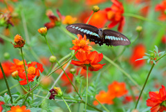 吹き戻しの様な口吻が伸びて