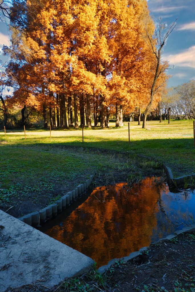 公園の秋⑦