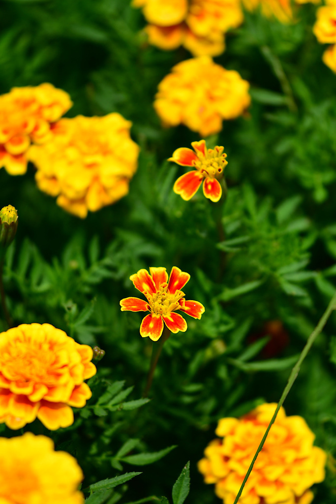 名脇役も主役がいないと②