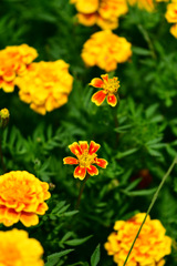 名脇役も主役がいないと②