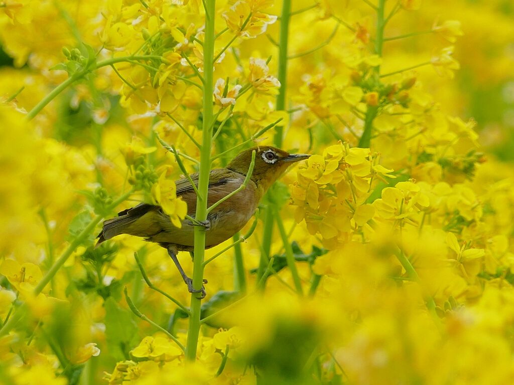 鳥に会いに行けて無いなぁ③