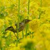 鳥に会いに行けて無いなぁ③