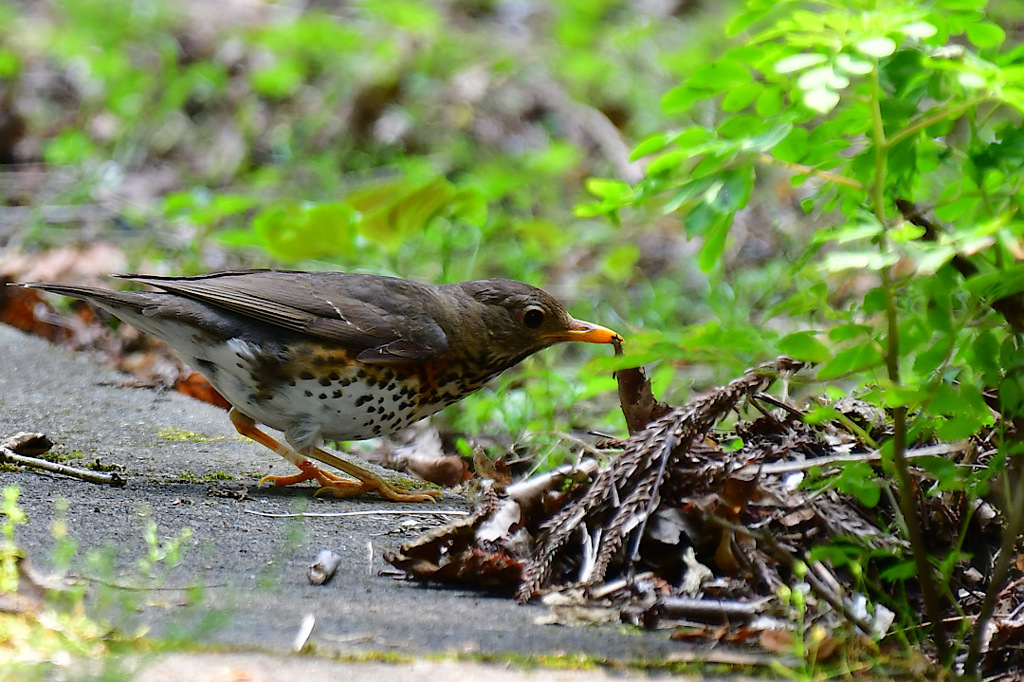 クロツグミのメスさん③