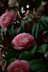 乙女の憂鬱 乙女の憂鬱