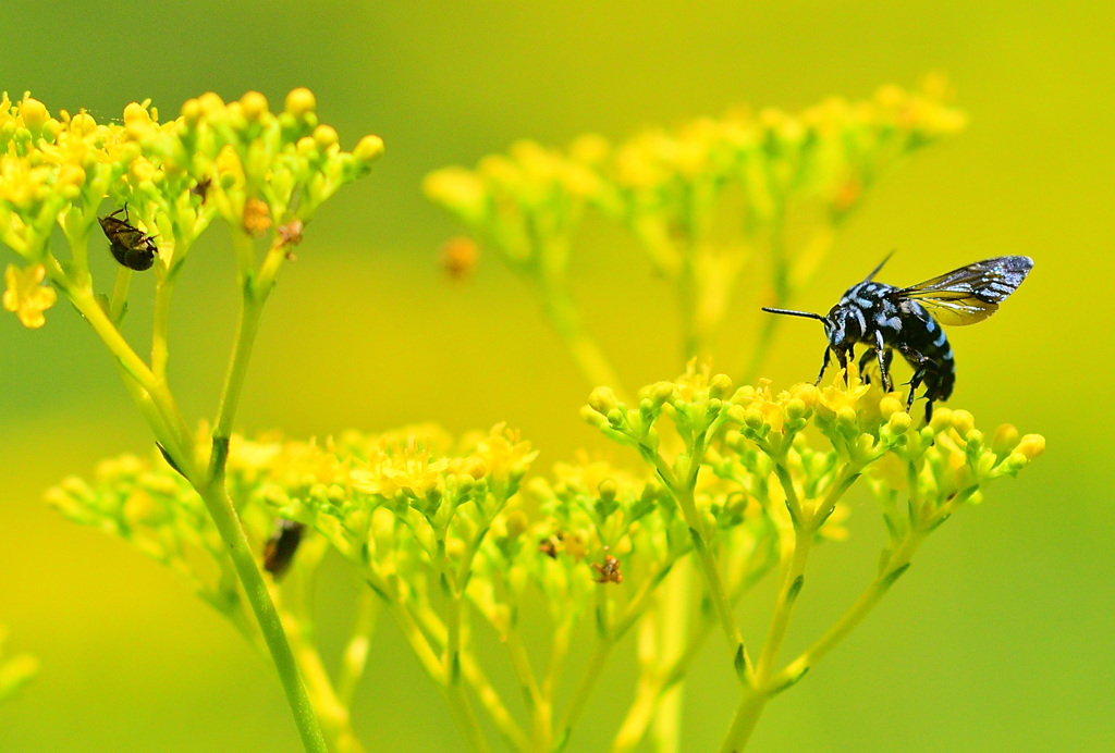 人気店オミナエシ食堂おしまい