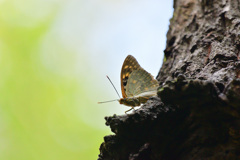 会いたかった蝶①