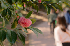 花38