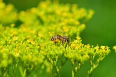 人気店オミナエシ食堂⑨