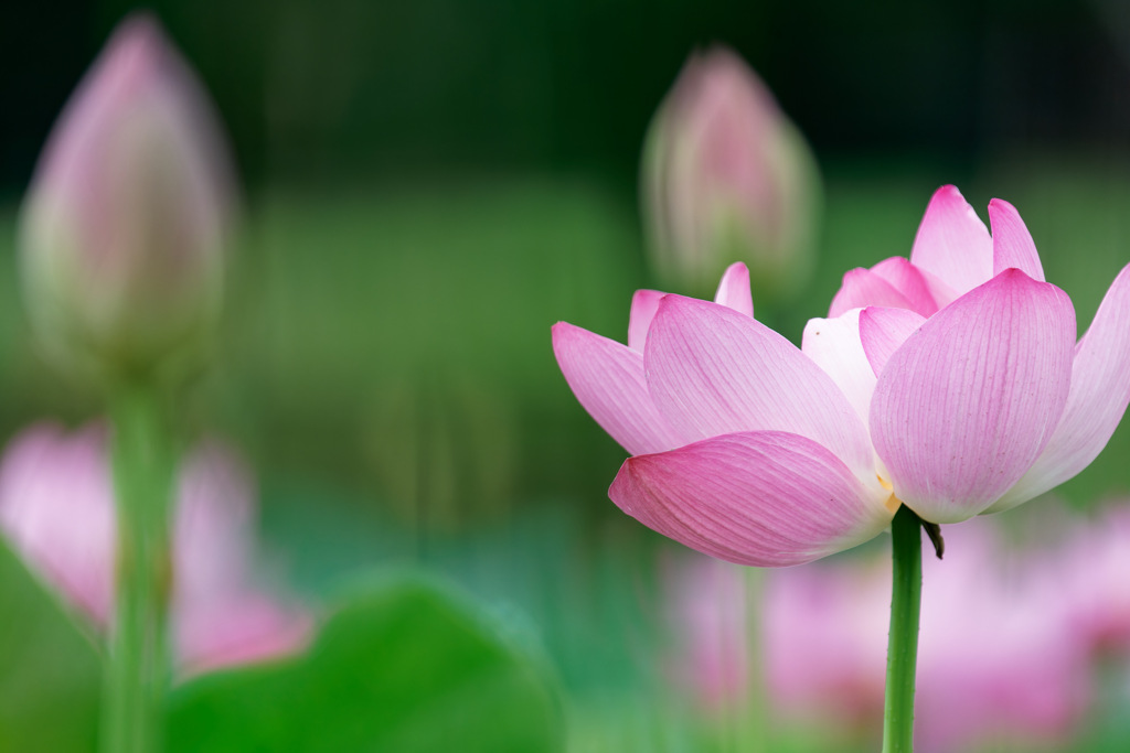 Lotus①