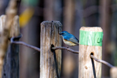 地面に降りて虫を捕まえた
