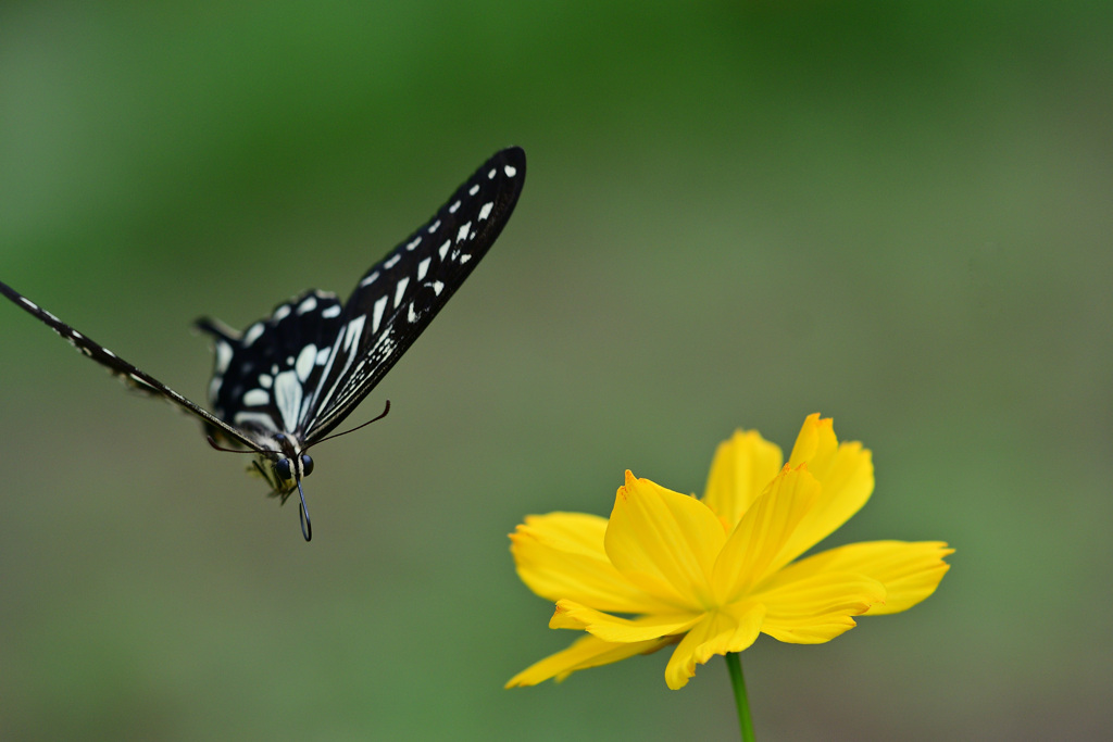 キバナコスモスと①