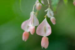 花⑧