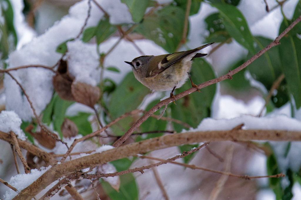 雪とキクちゃん
