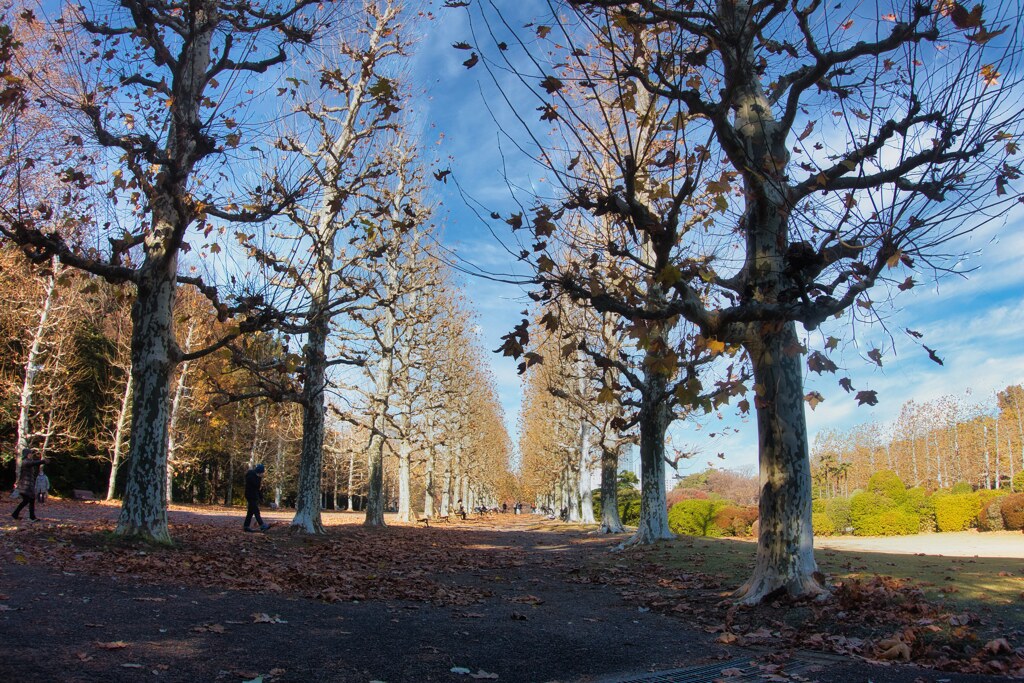 公園の秋⑬
