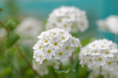 花68