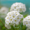 花68