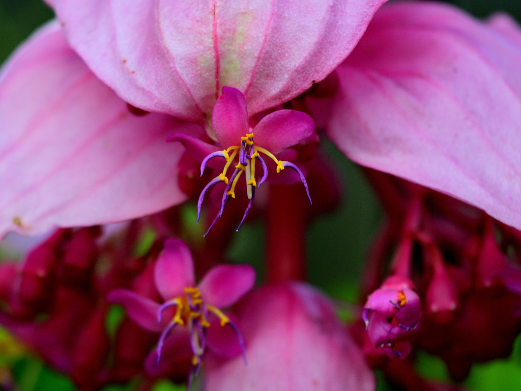 メディニラ・マグニフィカ