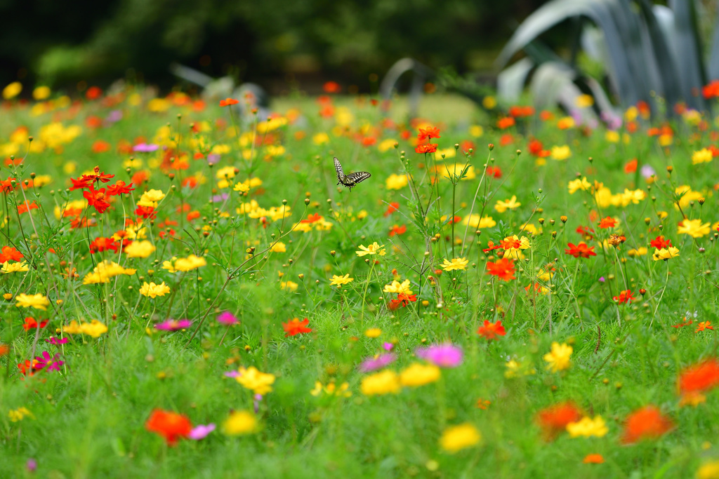 梅雨が明けたら②