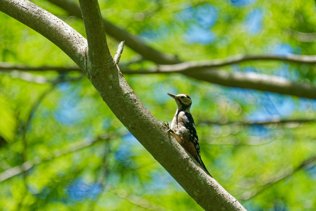 アカゲラの幼鳥