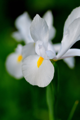 ダッチアイリス ダッチアイリス